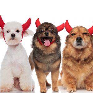 adorable group of dogs wearing devil's costume for halloween while standing and sitting on white background, panting