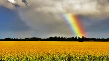 After an intense storm, I captured this beautiful rainbow over a canola field.