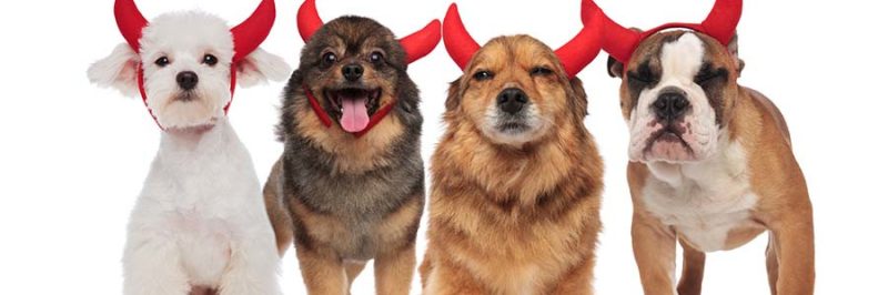 adorable group of dogs wearing devil's costume for halloween while standing and sitting on white background, panting