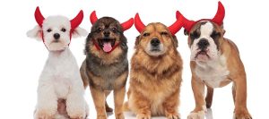 adorable group of dogs wearing devil's costume for halloween while standing and sitting on white background, panting