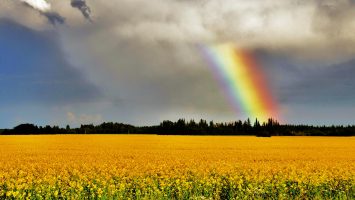 After an intense storm, I captured this beautiful rainbow over a canola field.